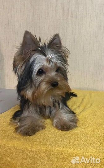 Йоркширский терьер