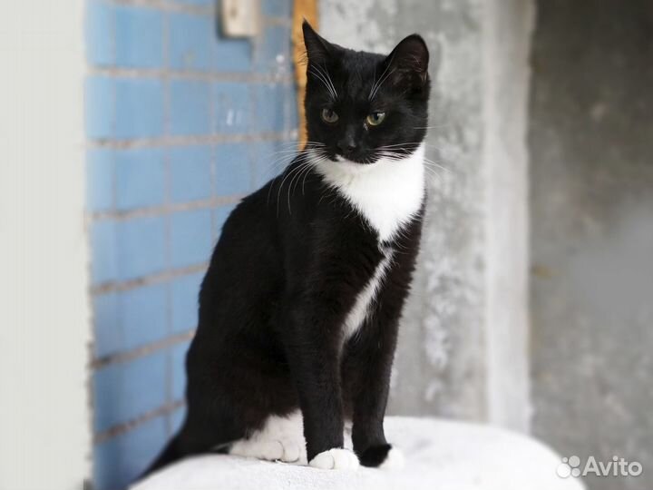 Молодой красавчик Макс - суперкот