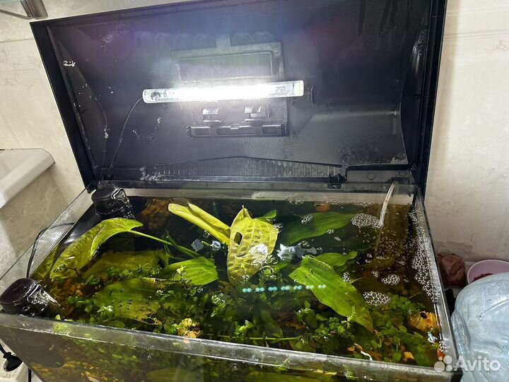 Аквариум с рыбками