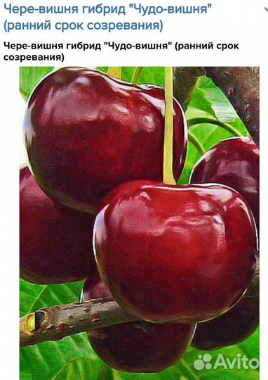 Саженцы на заказ из Мичуринска