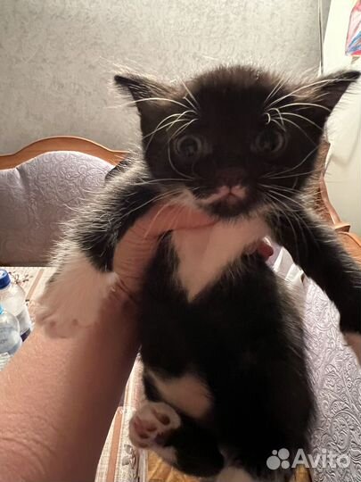 Котята ищут хозяев