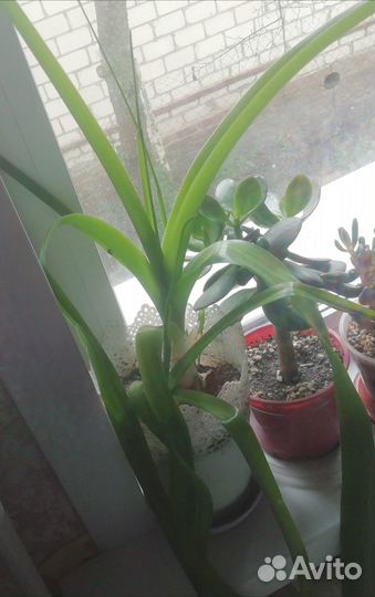 Разные цветы