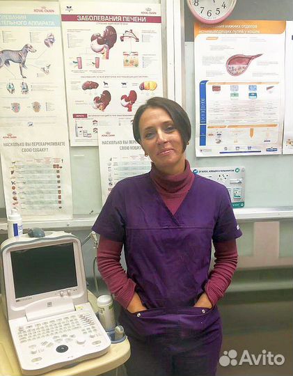 Стерилизация, чистка зубов ветеринарный врач