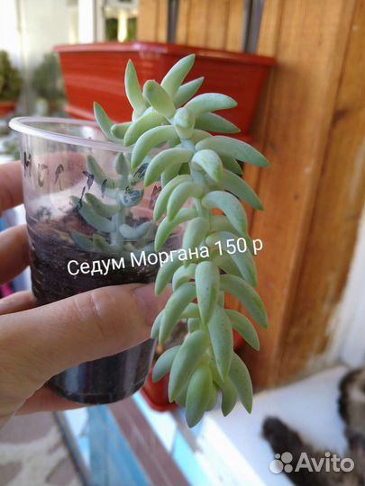 Суккуленты(адромискус,хавортия,крестовник,алое