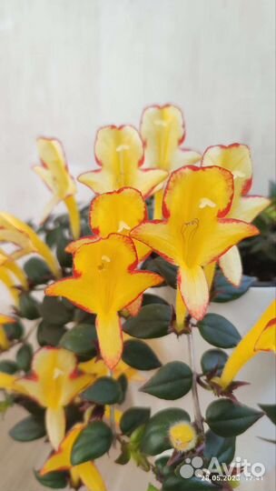 Эсхинантус, нематантус, колумнея