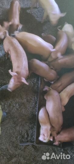 Поросята