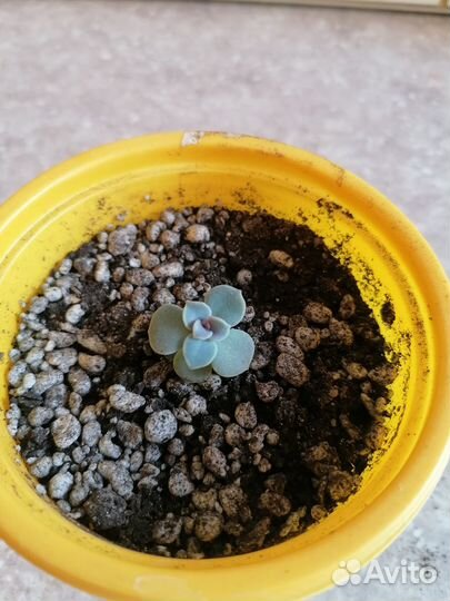 Эхеверия жемчужина нюрнберга