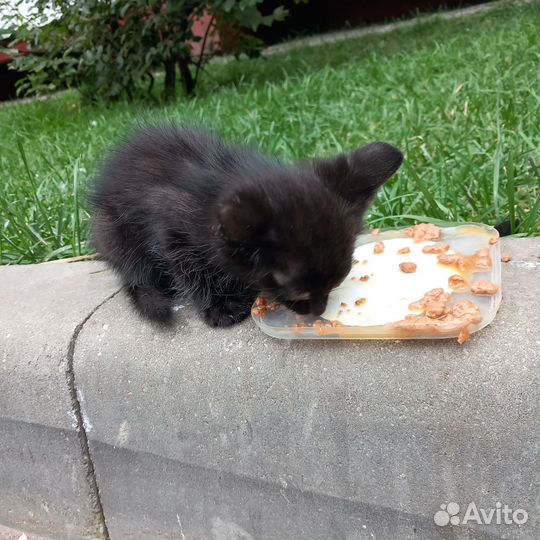 Котёнок черный с голубыми глазками