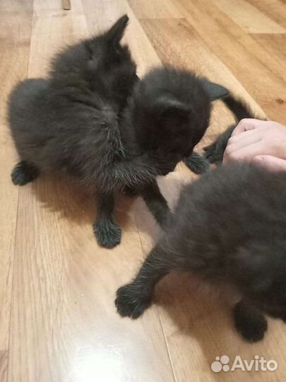 Котята в добрые руки мальчики