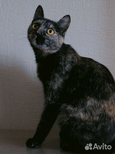 Кошка ищет дом
