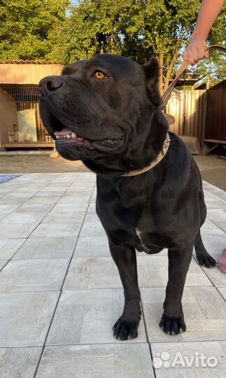 Кобель вязка Кане корсо