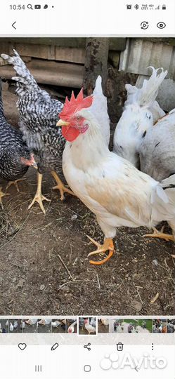 Петухи
