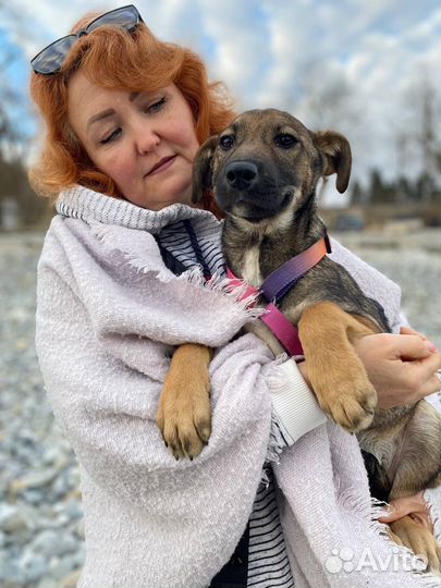 Щенок в добрые руки