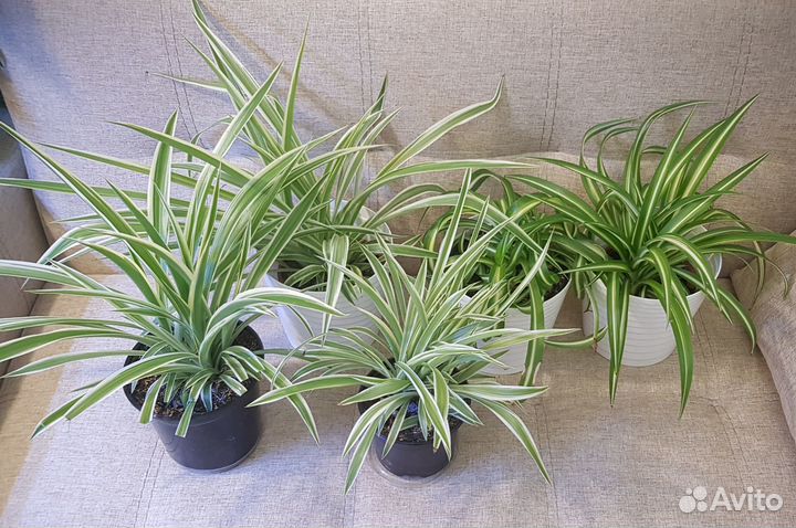 Хлорофитум Лаксум, Бони, Хохлатый