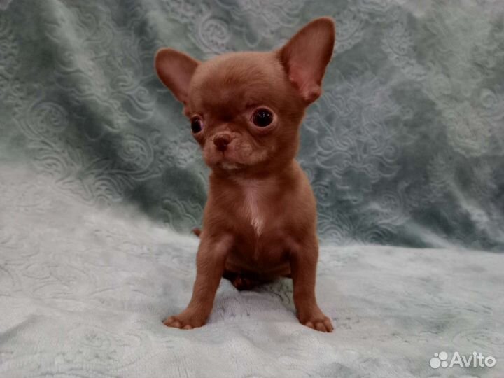 Чихуахуа мини мальчик