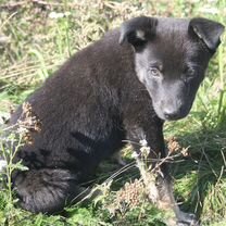 Руки в мурманске
