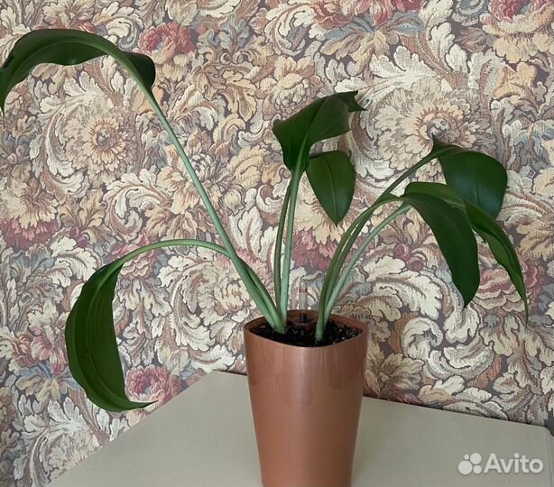 Продам цветы комнатные