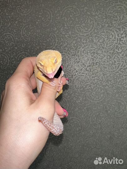 Геккон эублефар