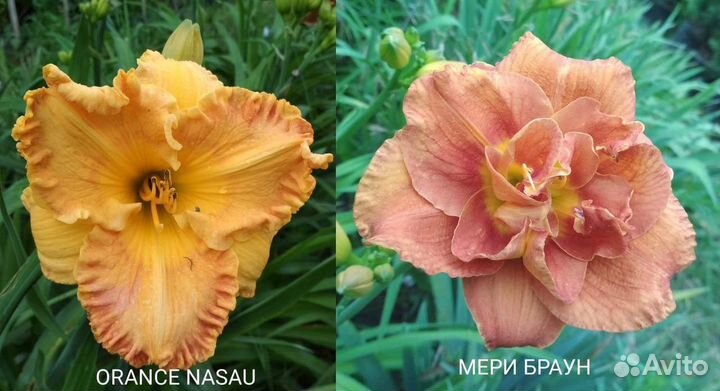 Лилейники сортовые элита