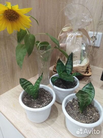 Сансевиерия домашняя (1,2,3 шт.)