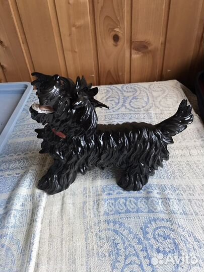 Собака.Скотц-терьер Германия unterweisbacн