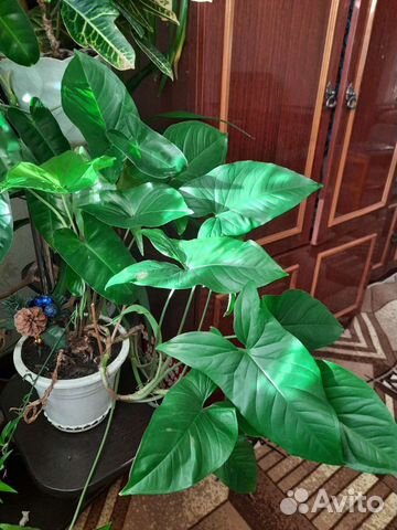 Комнатный цветок