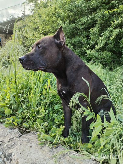 Вязка питбуль