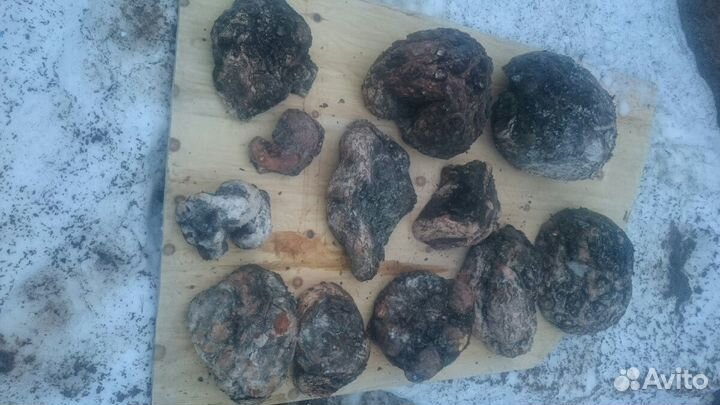 Сувель Кап берёзовый хвойный