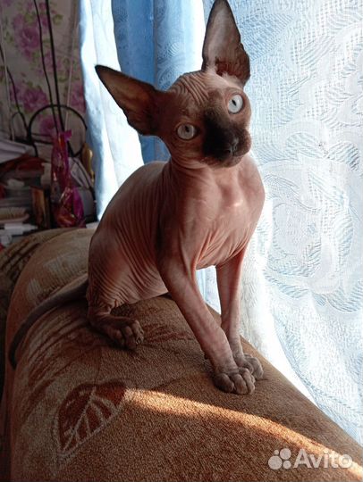 Канадский сфинкс котенок девочка