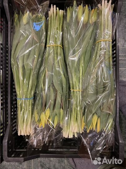 Тюльпаны к 8 марта