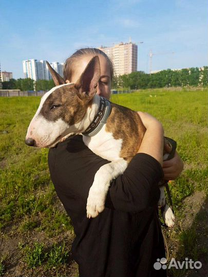 Догситтер(няня для собак)