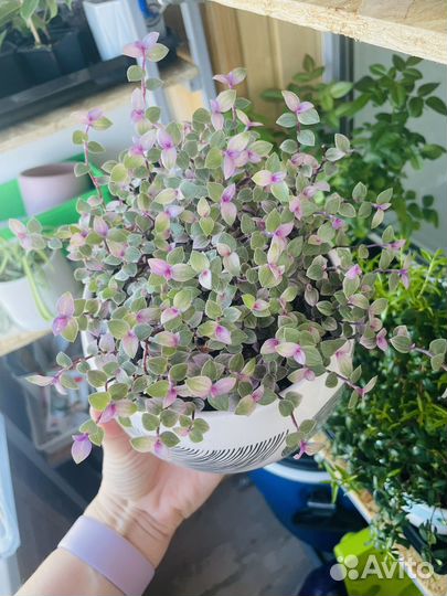 Каллизия розовая пантера