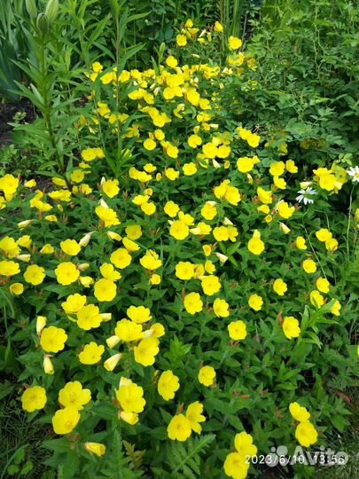 Многолетники Вербейник Энотера Лихнис