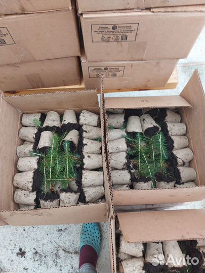 Саженцы сосны зкс в розницу