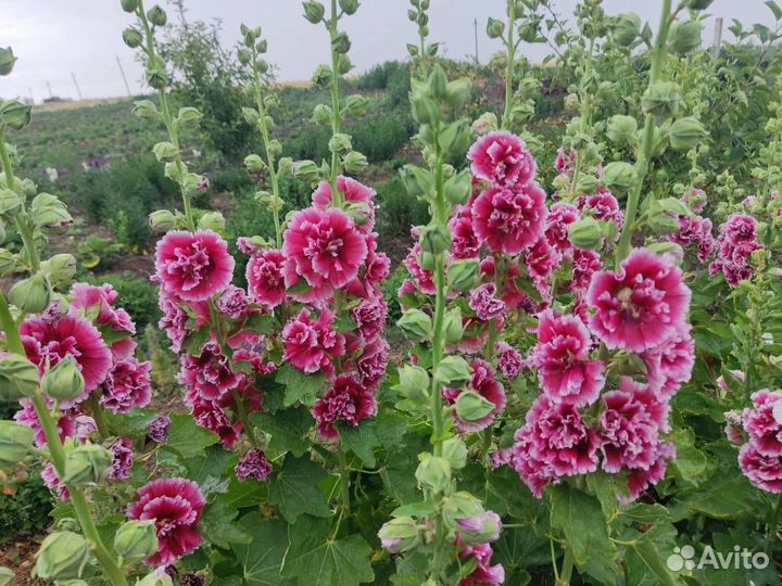 Семена Шток розы (Мальва) 12 сортов