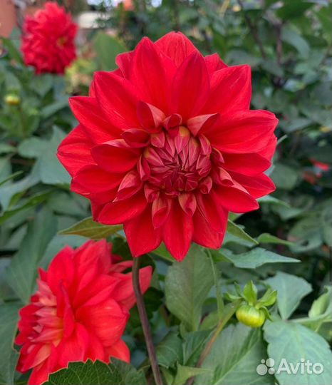 Ирисы,Канны