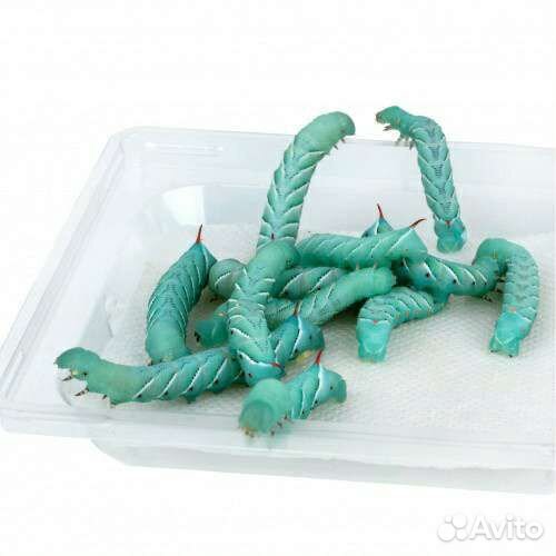 Табачный бражник