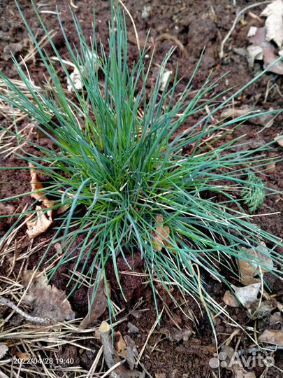 Овсяница сизая