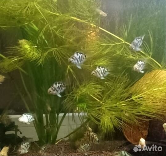 Аквариумные рыбки-мини попугайчики