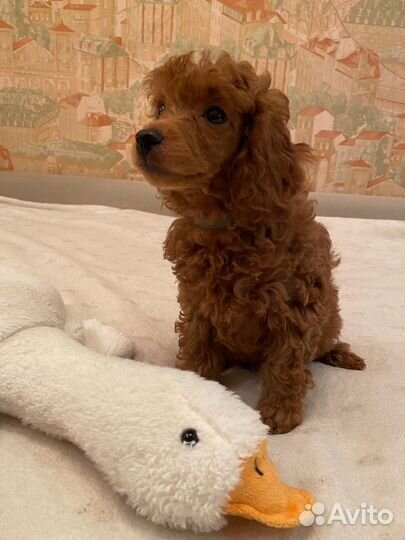 Девочка пудель РКФ