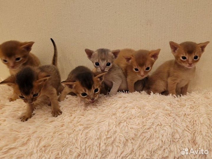 Абиссинская