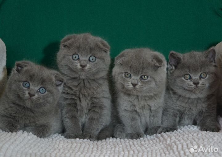 Вислоухие голубые котята