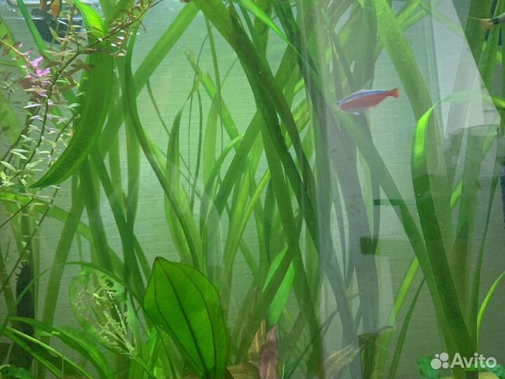 Аквариумные растения