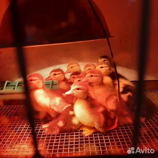 Утята индоутки