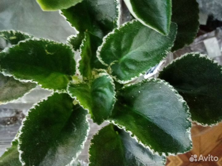 Фиалки-стартеры