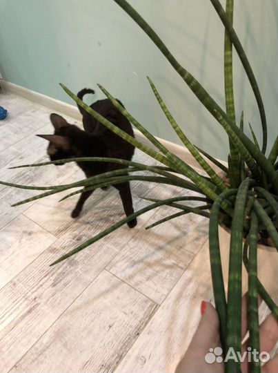 Сансевиерия цилиндрика