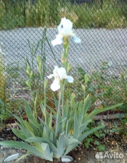 Цветы многолетние садовые саженцы (обмен)