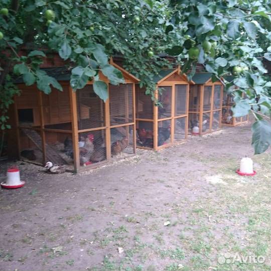 Куры молодки несушки