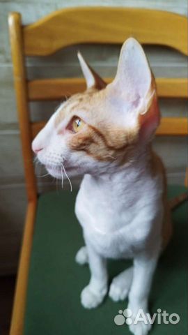 Яркий котёнок с идеальным характером. 5 месяцев объявление продам