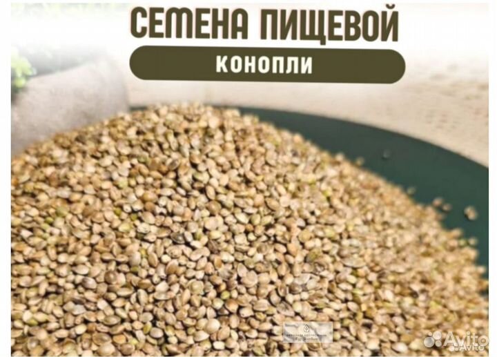 Пищевая конопля семена новые